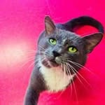SWAC - @sally_wetherbee_adoption - Instagram