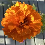 Sally A Whitlock - @sally.a.whitlock - Instagram