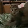 sally - @zhang.sally - TikTok
