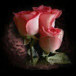 salma begam - @salmabegam - Instagram