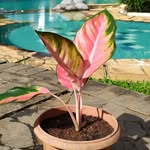Jual Tanaman Hias Murah - @salma_greengarden - Instagram
