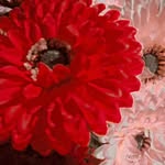 Salma Haque - @salma.haque.9250 - Instagram