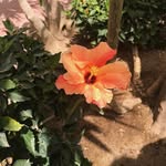 Salma Hashem - @shots_in_egypt - Instagram