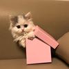 salma - @salmahatim5 - TikTok
