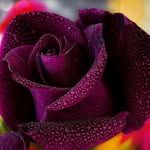 Salma Mulla - @salma.mulla.779 - Instagram