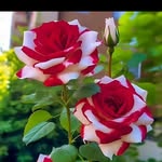 Pari Singh - @salmasinghraj - Instagram