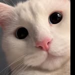 salman abdullah - @salman_abdullah9514 - Instagram