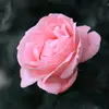 Salome Reyes908 - @salomereyes74 - TikTok