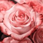 Salome_rose♤ - @salome_rose18 - Instagram