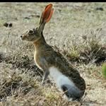Salvatore Bartolo - @bartolosalvatore687 - Instagram