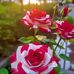 Sam Amos - Facebook