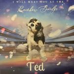 Sam Amos - @lifeofpetstedbillbaileyteddy - Instagram