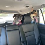 Laura Sam Ancona - @lancona1 - Instagram