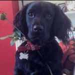 Sam Atkinson - @samretiredtherapydog - Instagram