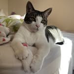 Sam Ayres - @sam.crazycat.ayres - Instagram