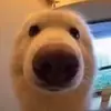 Sam Salazar - @samssalazar - TikTok