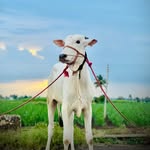 सांबार_४००५🦌💎👑 - @sambaar_4005 - Instagram