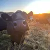 Sam Bee - @sam.bee74 - TikTok
