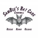 SamBee's Bat Care - Cornwall - @sambeesbatcare - Instagram