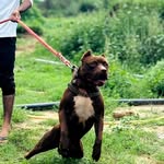 Sam/Bella pitbull RJ18 - @sam_bella_pitbull0018 - Instagram