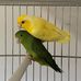 Sam Bricks - Birds - Facebook