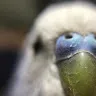 り - @sambird12 - TikTok