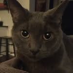 Sam Blanton - @samtherescuecat - Instagram