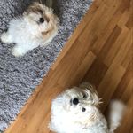Sam & Bobby - @samxbobby - Instagram