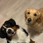 Sam, Bobby & de rest - @lifeofbobby.goldensam - Instagram