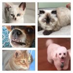 Sam, Bolt, Kiara, Simba & Star - @family_petsipa - Instagram