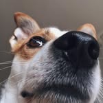 Бездомные животные|Беларусь - @sam_bonia - Instagram