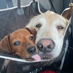 Sam & Bowie Chispas - @sambowie.chispas - Instagram