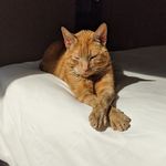 Sam, Eli, Minnie, and Bowie - @mcwcats - Instagram