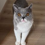 Sam en Bowie - @samazingcat - Instagram