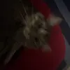 Sam Buckley - @sam.buckley225 - TikTok