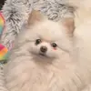 Samantha - @sambudd - TikTok