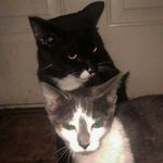 Sam&Snickers&Thor&Buggs - @catt.n.dog - Instagram