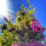 Sam Buller - @samboflo - Instagram