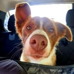 sam - @sambuller222019 - Instagram