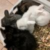 sambunny17 - @sambunny17second - TikTok