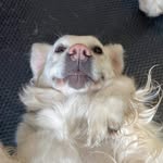 Sam Burford - @sammy_burford - Instagram
