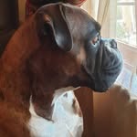 Sam Burger - @sam.the.boxer - Instagram