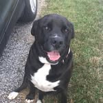 Sam Busby: Loving Pitbull/lab - @sam_spam_dog - Instagram