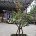 Sầm Cải - Facebook