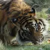 @tigerdragnmonkey - @samcalcutt310 - TikTok