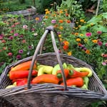 Sam Calhoun - @greenhatgardening - Instagram