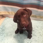 Sam Canova - @canovasam - Instagram