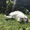 Sam Chadwick - @sam.chadwick59 - TikTok