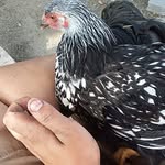 Sam Chaplin - @sam.chaplin.18 - Instagram