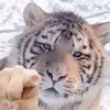 Jackson_93 - @samchen_kimi - TikTok